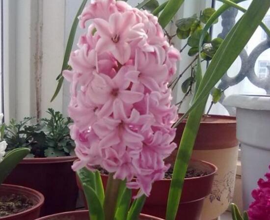 风信子什么时候开花,风信子开花后怎么处理