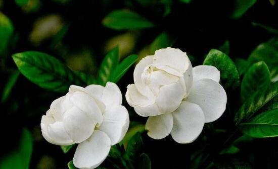 北方如何养栀子花,栀子花北方露天过冬方法