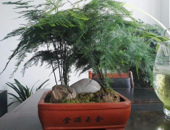文竹水浇多了怎么办,疏松土壤、增加光照