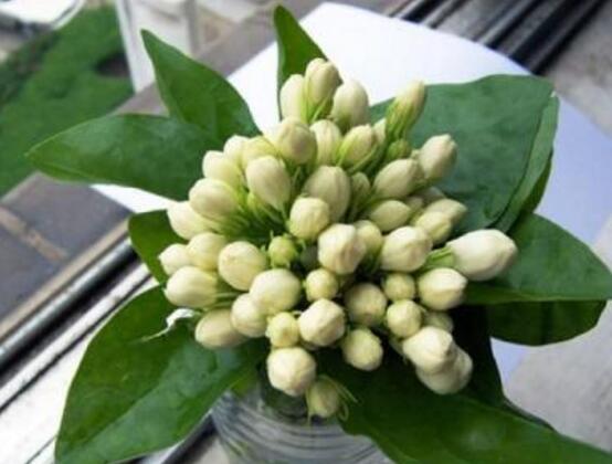 茉莉花可以水培吗,茉莉花水培方法
