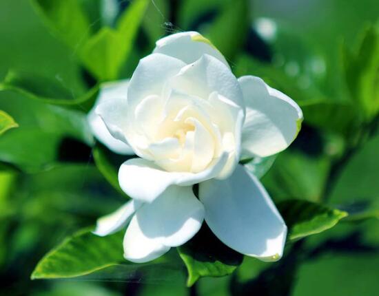 栀子花可以用复合肥吗,栀子花施什么肥好
