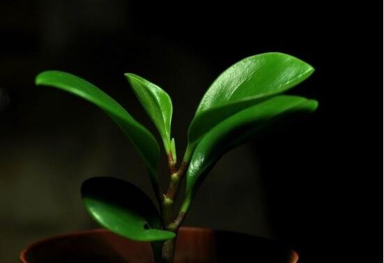碧玉花有毒吗,碧玉花可以养在室内吗