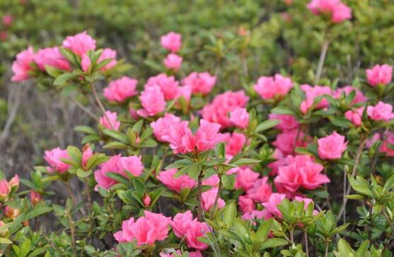 杜鹃花有毒吗,杜鹃花能放在卧室吗