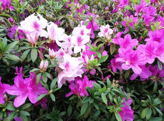家里养杜鹃花吉祥吗,杜鹃花的寓意和象征