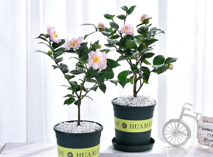 室内山茶花的养殖方法,山茶花对土壤的选择很重要