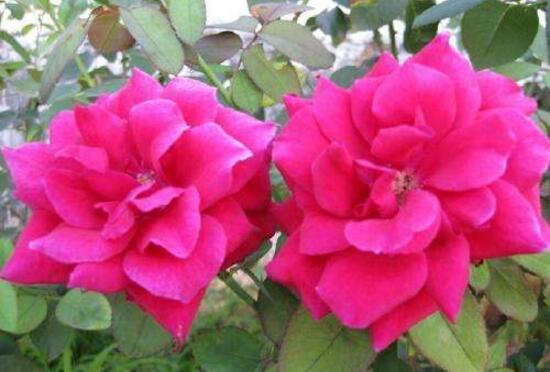 月季花有毒吗,月季花可以吃吗(无毒可食用)