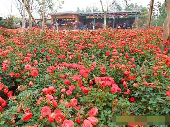 蔷薇花什么时候开,蔷薇花在每年5-9月开花