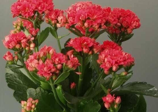 长寿花烂根怎么办,长寿花烂根解决办法