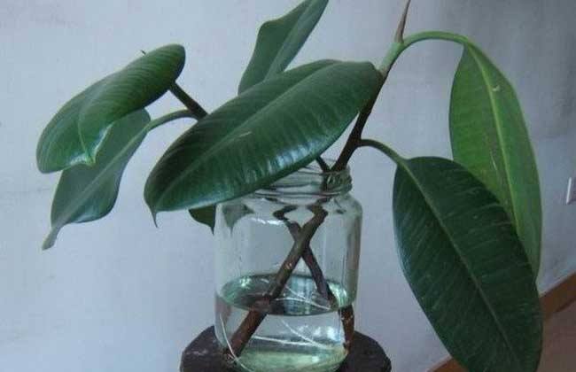 橡皮树泡水生根的方法,3个步骤让你橡皮树深根固柢