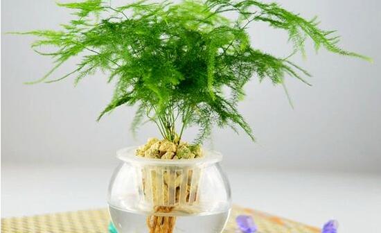 文竹可以水培吗,文竹水培方法及步骤