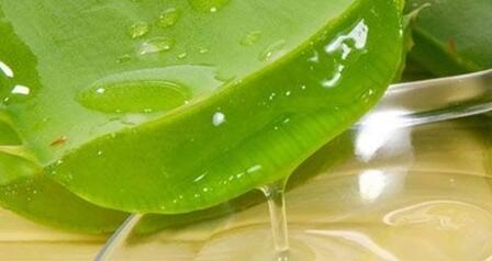 芦荟的作用与功效,爱美之人的法宝(美白减肥)