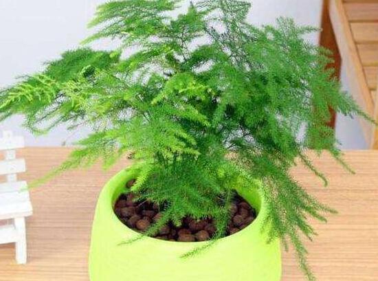 文竹的花语是什么,文竹开花寓意什么兆头