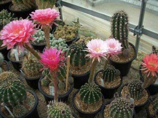 仙人掌会开花吗,仙人掌什么时候开花