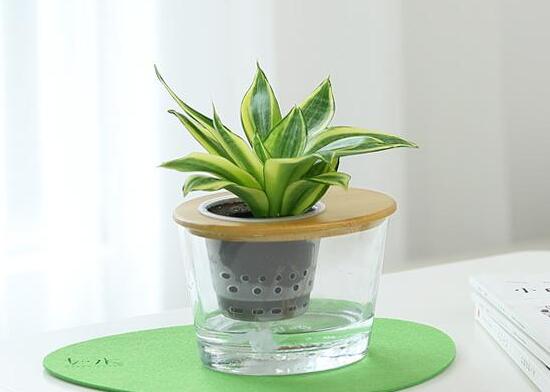 虎皮兰可以水培吗,虎皮兰水培生根方法