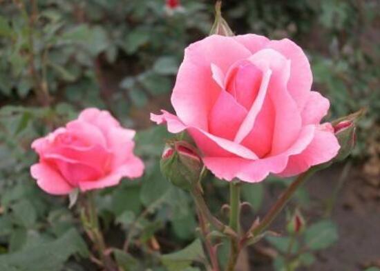 月季花怎么浇水,月季花的浇水方法