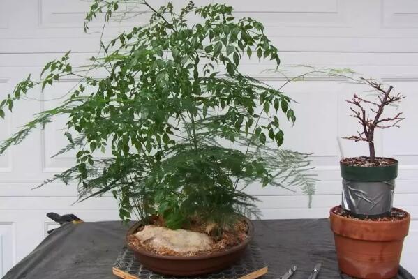 幸福树喜欢酸性土壤吗,喜欢/土壤PH值在4.5---8.5之间