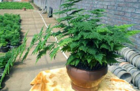 文竹的花语是什么,文竹开花寓意什么兆头