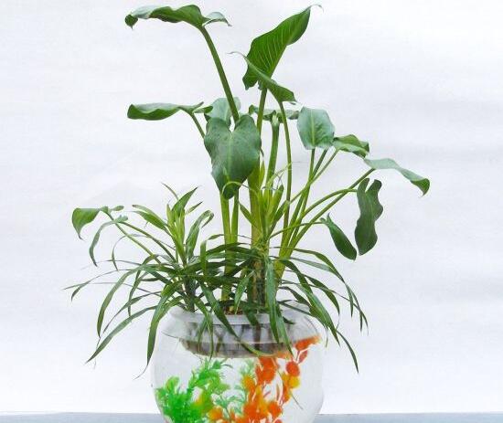马蹄莲可以水培吗,马蹄莲水培方法