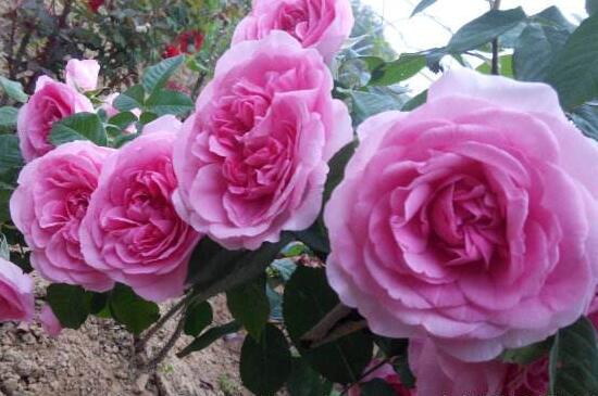 月季花有几种颜色,月季花品种图片大全