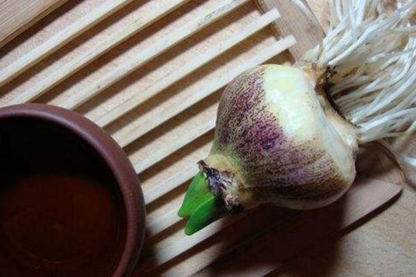 风信子烂根怎么办,4种原因以及解决方法