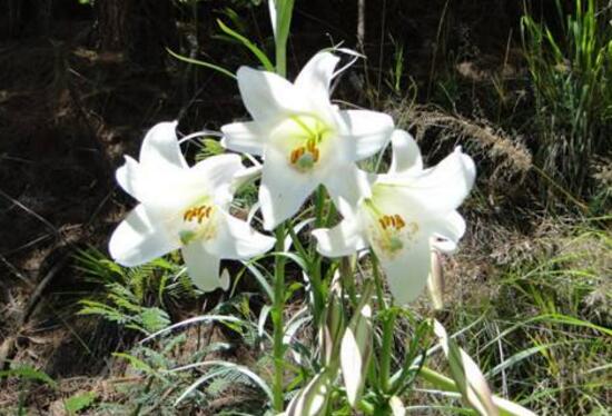 百合花花期多久,百合花开花后怎么处理/施肥浇水养护