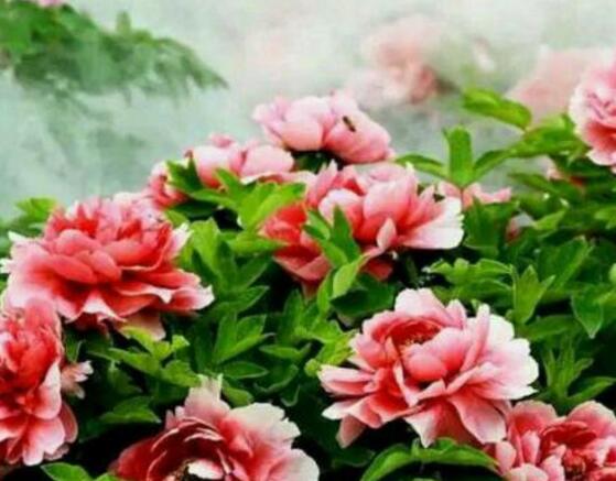 牡丹花怎么浇水,牡丹花浇水方法