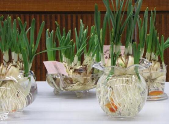 水培水仙花的养殖方法,五个简单小步骤可养好