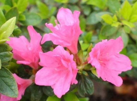 杜鹃花多少天浇一次水,杜鹃花怎么浇水