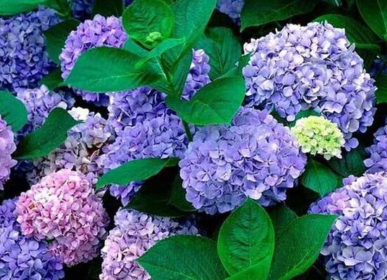 绣球花怎么养,绣球花的养殖方法