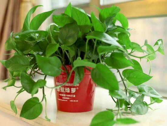 绿萝好养吗,绿萝的养殖方法和注意事项