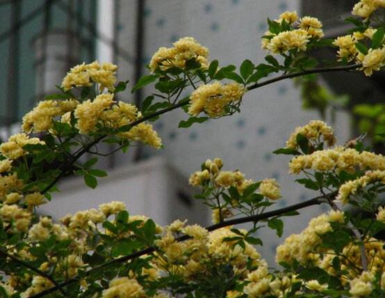 蔷薇花栽种,蔷薇花栽种方法