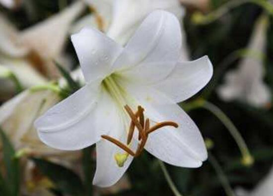 百合花的药用价值,百合花的功效与作用