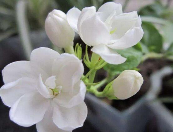盆栽茉莉花怎么施肥,做好五点就能生长郁郁葱葱
