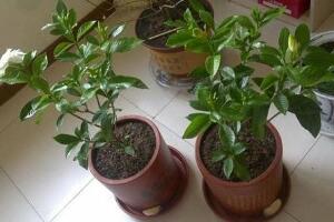 栀子花什么时候移栽好，栀子花的移栽方法