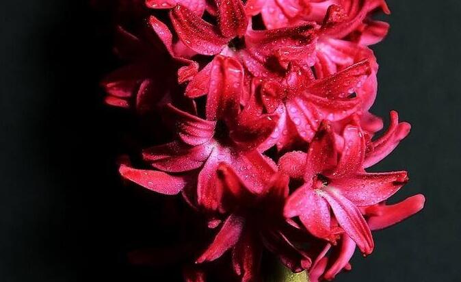 风信子花语大全,不同的颜色不同的含义