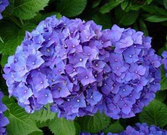 绣球花怎么浇水,绣球花多久浇一次水
