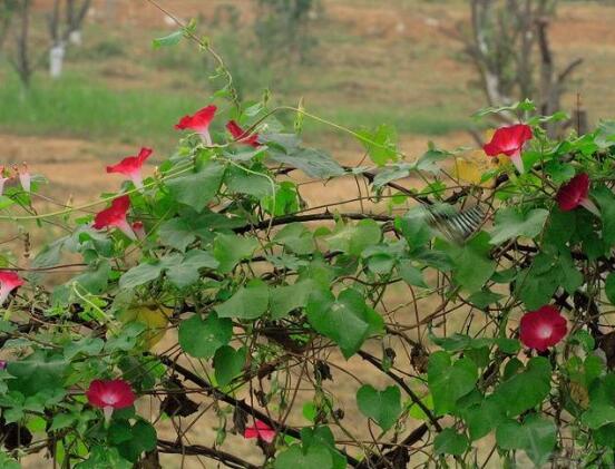 牵牛花什么时候开花,牵牛花在每年6-10月开花