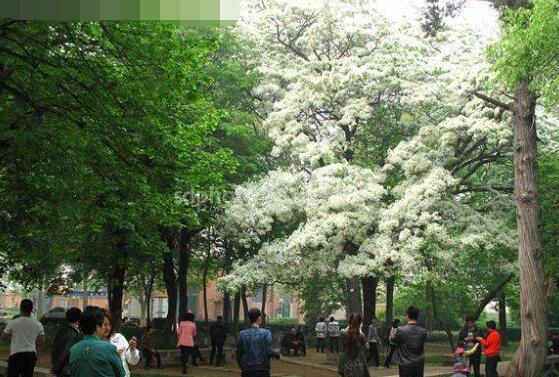 六月雪什么时候开花,六月雪在5-7月开花