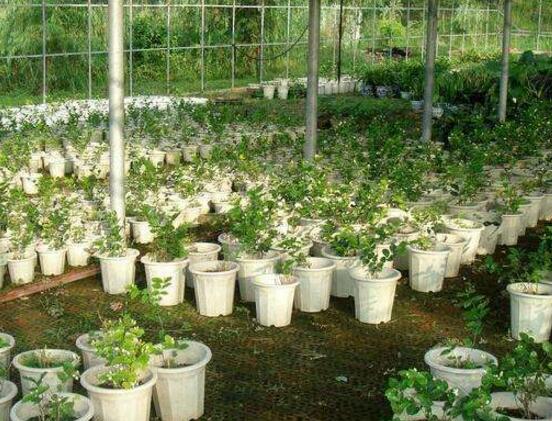 茉莉花可以水培吗,茉莉花水培方法