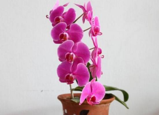 蝴蝶兰花谢后怎么处理,最简单蝴蝶兰家庭养法
