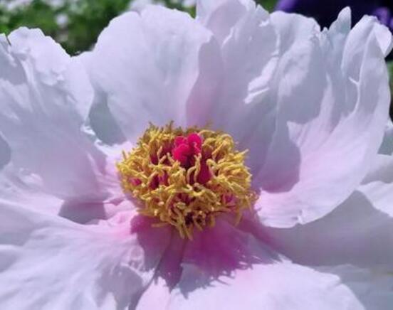牡丹花可以水培吗,牡丹花水培方法