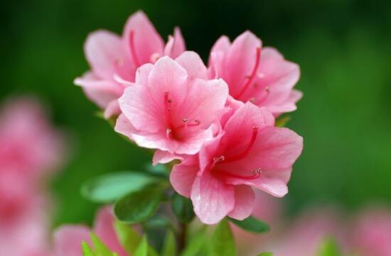 家里养杜鹃花吉祥吗,杜鹃花的寓意和象征