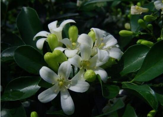 九里香什么时候开花,九里香一年开几次花(七月盛开)