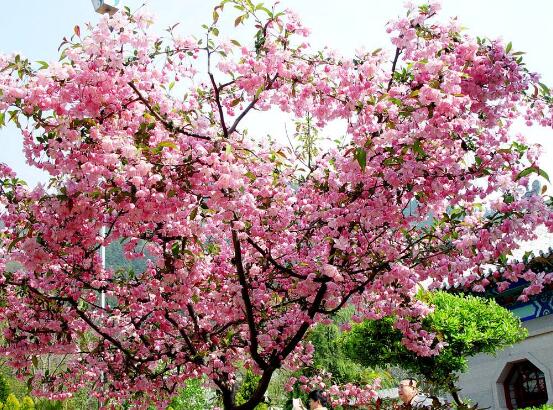 海棠花怎么浇水,海棠花浇水方法