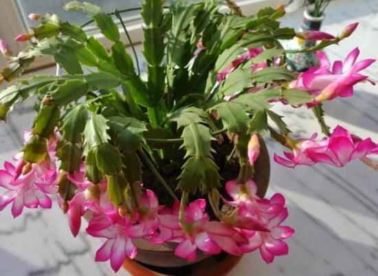 蟹爪兰一年开几次花,蟹爪兰花语是什么
