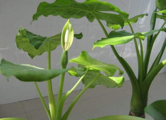 滴水观音开花,是观音菩萨普度众生
