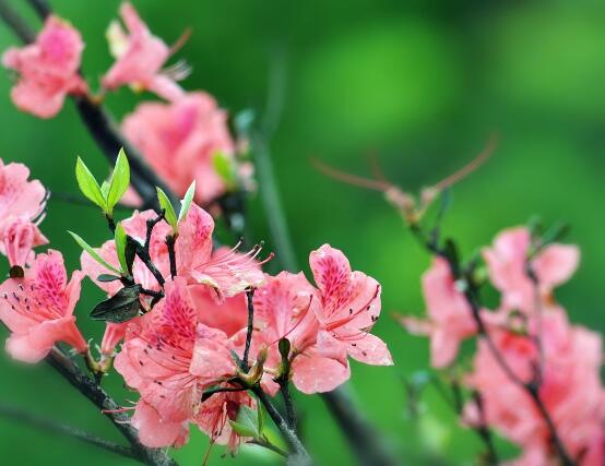 杜鹃花怎么修剪,杜鹃花修剪方法