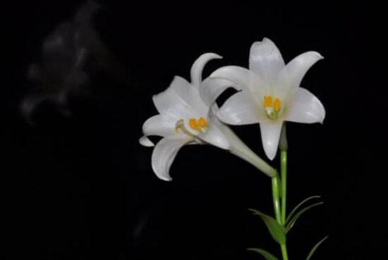 百合花花期多久,百合花开花后怎么处理/施肥浇水养护