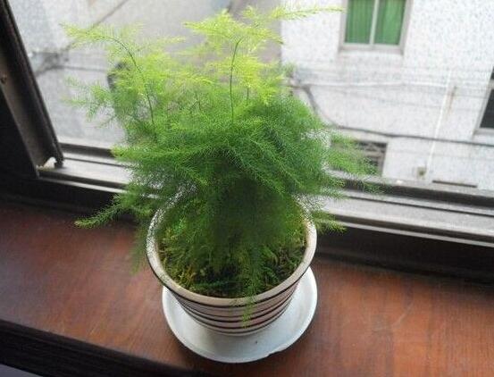 矮文竹怎样养才能矮壮,五个小技巧使文竹一直低矮