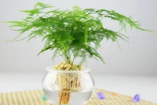 文竹多久浇次水,文竹怎么浇水